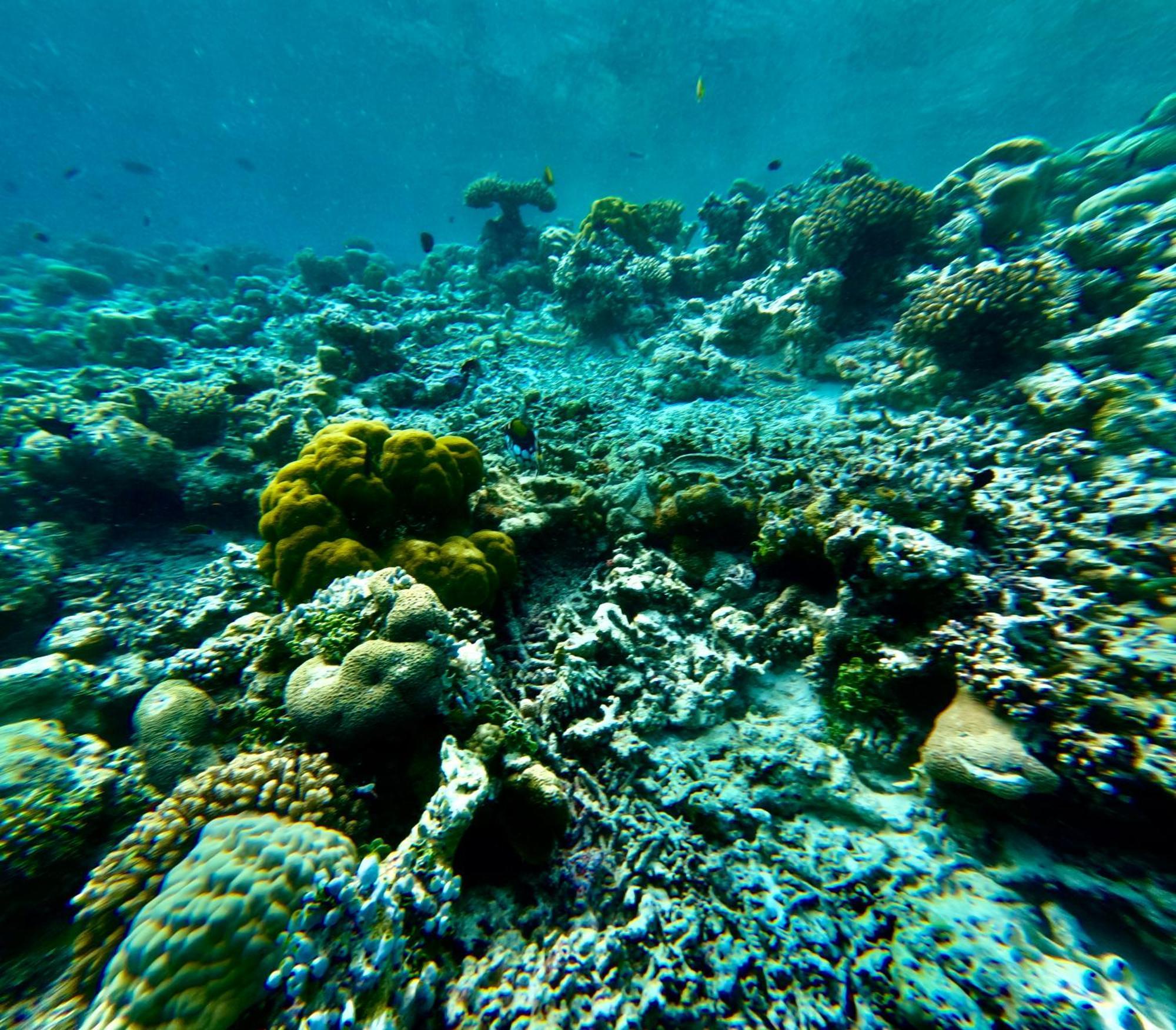 Viva Beach Maldives Hangnaameedhoo エクステリア 写真